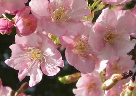 sakura